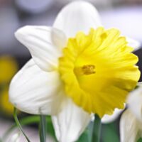 Narcissus - Div. 01 (tromboni) GOBLET 1 W-Y