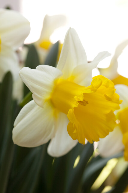 Narcissus - Div. 01 (tromboni) GOBLET 1 W-Y
