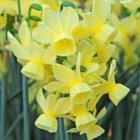 Narcissus - Div. 05 (triandrus) ANGEL'S BREATH 5Y-Y