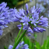 Agapanthus (AGAPANTO) Archivi - Floriana Bulbose