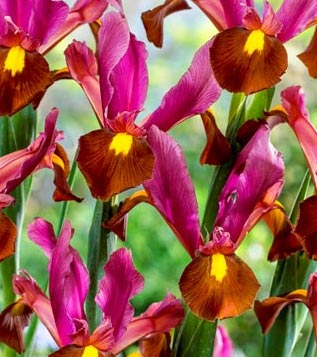 Iris hollandica RED EMBER® - Floriana