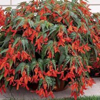 Begonia boliviensis SANTA CRUZ