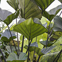 Colocasia esculenta TEA CUP ®