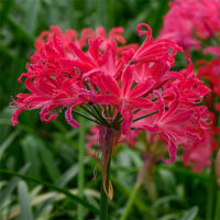 Nerine bowdenii PEARLS OF CHERRY®