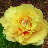 Paeonia ITOH YELLOW CROWN (P)