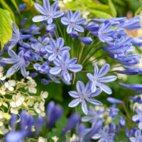 Agapanthus (AGAPANTO)