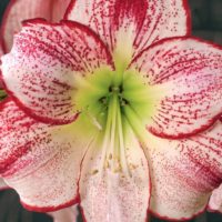 Catalogo 7 HIPPEASTRUM (AMARYLLIS)