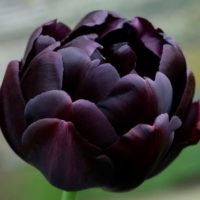 Tulipa - Gruppo 11 (tardivi doppi)