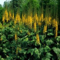 Ligularia