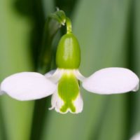 Galanthus elwesii BELUGA