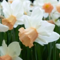 Narcissus - Div. 06 (ciclaminei) IWONA 6 WWP-P