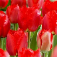 Tulipa - Gruppo 07 (sfrangiati) CRYSTAL BEAUTY