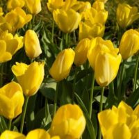 Tulipa - Gruppo 13 (fosteriane)