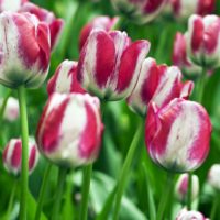 Tulipa - Gruppo 03 (trionfo) HOTPANTS®