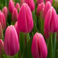 Tulipa - Gruppo 03 (trionfo) MILKSHAKE®