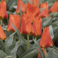 Tulipa - Gruppo 14 (greigii) MIRAMARE