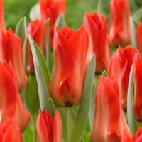 Tulipa - Gruppo 13 (fosteriane) PRINCEPS