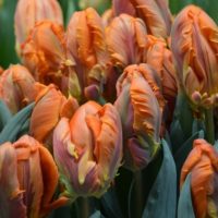 Tulipa - Gruppo 10 (pappagallo) PRINSES IRENE PARROT