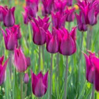 Tulipa - Gruppo 06 (liliumformis) PURPLE HEART