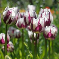 Tulipa - Gruppo 03 (trionfo) REMS FAVOURITE