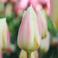 Tulipa - Gruppo 13 (fosteriane) SILK SURPRISE