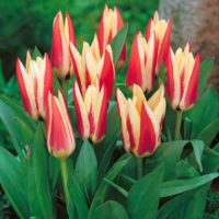 Tulipa - Gruppo 14 (greigii) TARAFA