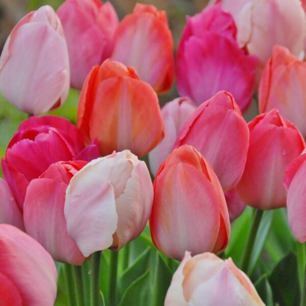 Tulipa - Gruppo 04 (Darwin) VAN EIJK MIX