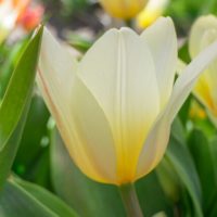 Tulipa - Gruppo 14 (greigii) WHITE FIRE