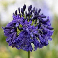 Agapanthus (AGAPANTO) DARK SILK in vaso