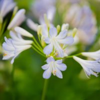 Agapanthus (AGAPANTO) SILVER BABY  in vaso