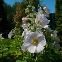 Alcea rosea 'Colore Bianco'