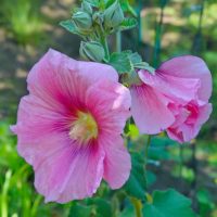 Alcea rosea 'Colore Rosa'