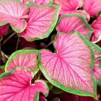 Caladium FLORIDA SWEETHEART