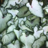 Caladium WHITE WING