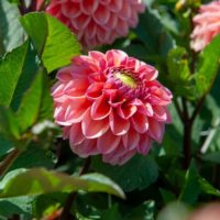 Dahlia (DALIA decorativa) DAISY DUKE