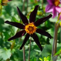 Dahlia (DALIA fiore semplice) orchid HONKA DARK