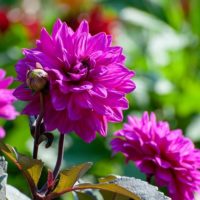 Dahlia (DALIA decorativa) MARCEL DESSAULT