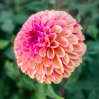 Dahlia (DALIA decorativa) PALMARES
