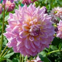 Dahlia (DALIA decorativa) STRAWBERRY ICE