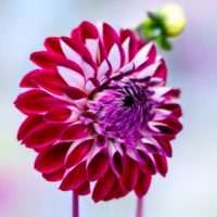 Dahlia (DALIA globo) EMBASSY