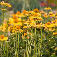 Echinacea YELLOW PASSION