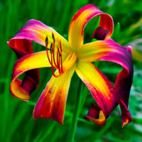 Hemerocallis DANCING ON AIR