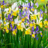 Iris hollandica MYSTERIOUS RAINBOW MIX (P)