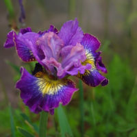 Iris sibirica HOW AUDACIOUS