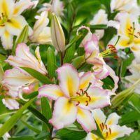 Lilium (GIGLI orientali) PRIMROSE HILL