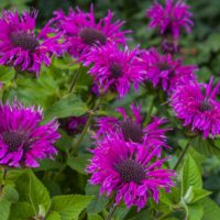 Monarda