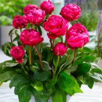 Paeonia (PEONIE) lactiflora LONDON