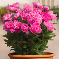 Paeonia (PEONIE) lactiflora ROMA