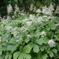 Rodgersia