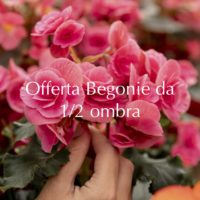 .Bulbose OFFERTA BEGONIE da 1/2 ombra